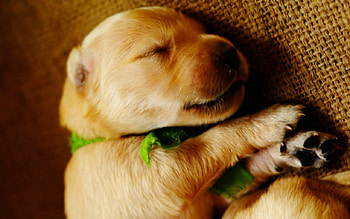 Cute Dog, dog, animal, cute, pup HD wallpaper