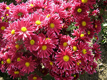 Flowers, Chrysanthemum, Beauty, Garden HD wallpaper