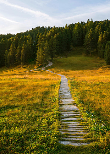 Landscape, Nature, Forest, Field, Path HD phone wallpaper