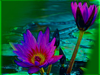 Flowers, nature HD wallpaper