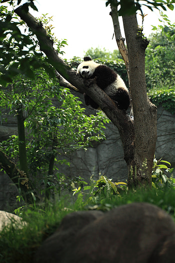 Animals, Wood, Tree, Sleep, Dream, Panda HD phone wallpaper