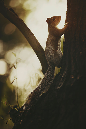 Animals, Squirrel, Wood, Tree, Wildlife, Bark HD phone wallpaper
