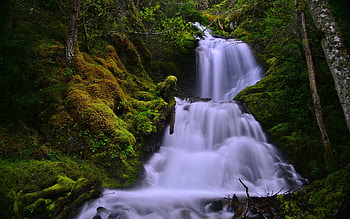 Waterfall, Forest, Tree, Waterfalls HD wallpaper