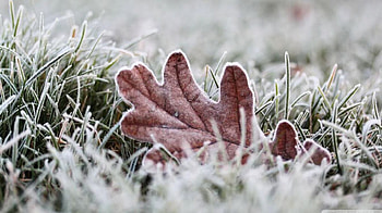 Frost, winter, graphy, , abstract, close-up, autumn, , macro, frosted, frozen, fall, cold, meadow, grass, leaves, field, nature, leaf HD wallpaper