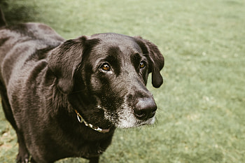 Animals, Dog, Muzzle, Sight, Opinion HD wallpaper