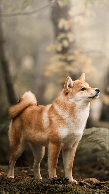 Shiba Inu, Doge meme, Endearing , Iconic doge HD phone wallpaper
