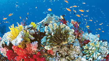 Barrier reef , , Barrier reef backgrounds HD wallpaper