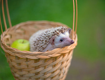 Hedgehog, animal, basket, green, arici, apple, mar, fruit, cute HD wallpaper