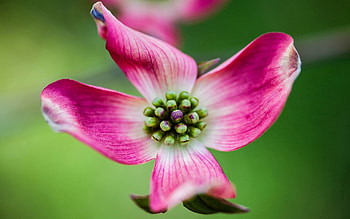 Pink, Flower, Macro, Petals HD wallpaper