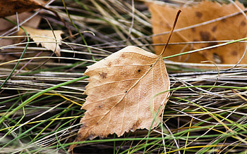 Nature, Macro, Sheet, Leaf, Dry HD wallpaper