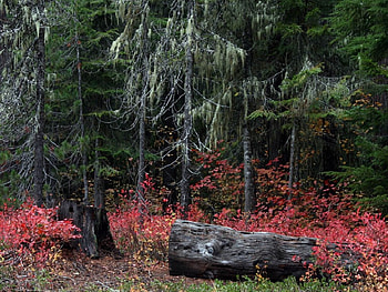 Log and flaming maple, flaming, maple, log HD wallpaper