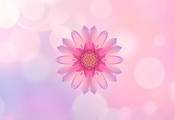 Pink flower, portrait, glare, huawei honor HD wallpaper