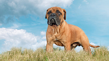 Cost to own, Bullmastiff, Petsradar, Expenses HD wallpaper
