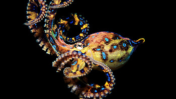 Octopus - Inn HD wallpaper