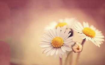 White Daissies, flowers, white HD wallpaper