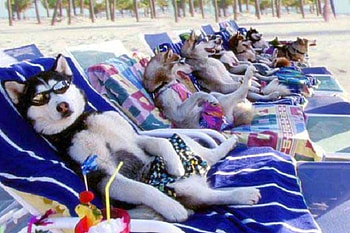 Dogs on Beach, cool HD wallpaper