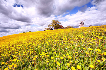 Field of dandelions, windmill, yellow, clouds, fields, nature, flowers, dandelions, dramatic HD wallpaper