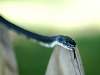 Animals, Snake, Language, Tongue, Danger HD wallpaper