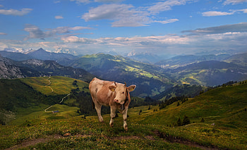 Cow, nature, pasture, mountain HD wallpaper