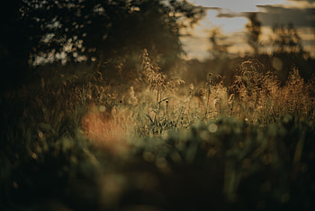 Plants, Nature, Grass, Blur, Smooth, Lawn HD wallpaper