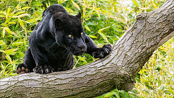 Black panther, Jungle Animal HD wallpaper