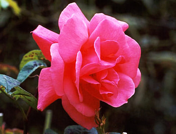 Pink rose, pink, nature, flowers, roses HD wallpaper
