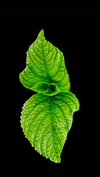 Peppermint, Mint Plant HD phone wallpaper