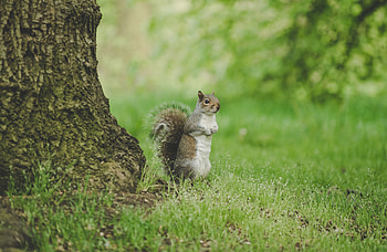 Animals, Squirrel, Grass, Wildlife, Curious, Standing HD wallpaper