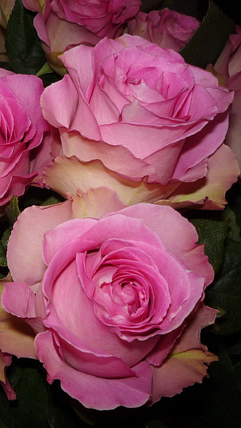 pink flower, flower, earth, nature, rose HD phone wallpaper