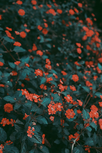 Flowers, Leaves, Bush, Bloom, Flowering HD phone wallpaper