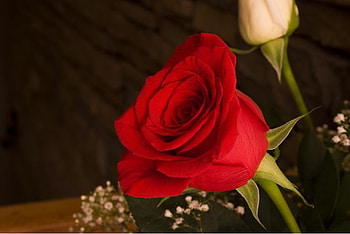 Rose, nature, red, flower HD wallpaper