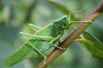 Macro, Close-Up, Insect, Grasshopper HD wallpaper