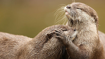 Otter wildlife, High resolution, Standing on rocks, Nature graphy HD wallpaper
