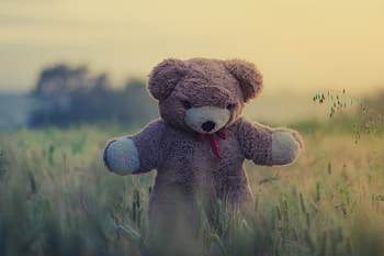 Grass, Teddy Bear, Miscellanea, Miscellaneous, Toy HD wallpaper