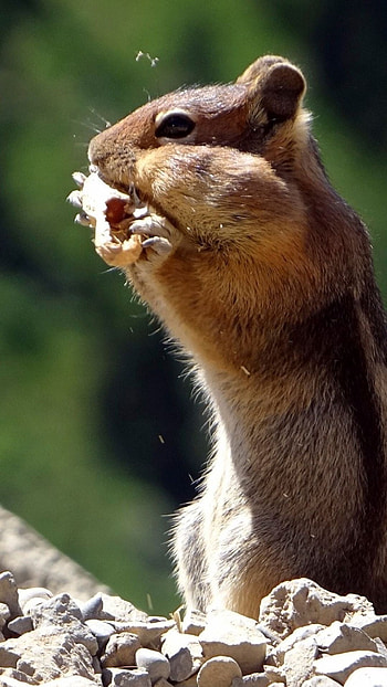Chipmunk, Animals, , Chipmunk HD phone wallpaper