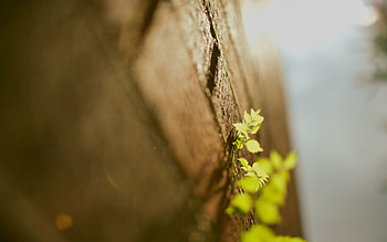 Grass, Leaves, Macro, Surface HD wallpaper