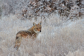 Animals, Grass, Fox, Muzzle, Predator, Sight, Opinion HD wallpaper