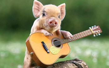 Baby pig, Ukulele HD wallpaper