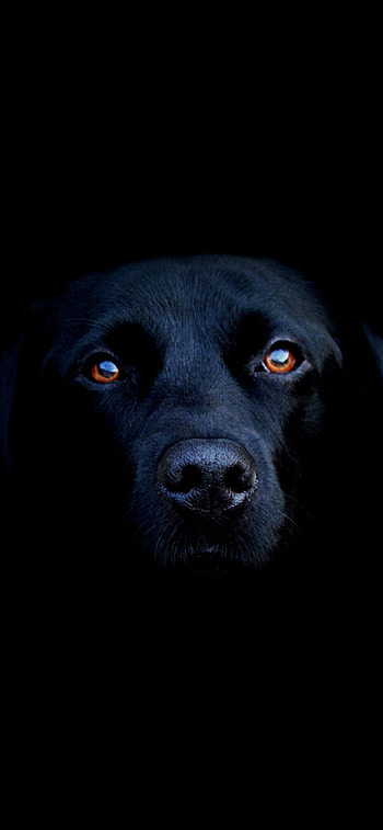 Black Lab Labrador Retriever, Sleek beauty, , Beautiful breed HD phone wallpaper