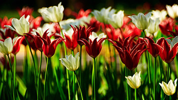 TULIPS, PETALS, NATURE, COLORS, STEMS HD wallpaper