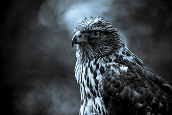 Hawk , s, Top quality HD wallpaper