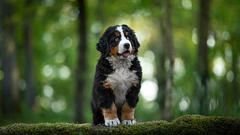 White Black Brown Bernese Mountain Dog Is Sitting In White Green Blur Bokeh Background Dog HD wallpaper