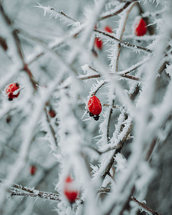 Winter, Ice, Berries, Macro, Branches HD phone wallpaper