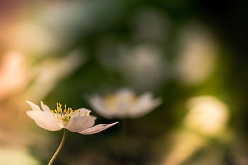 Captivating macro of a delicate white flower in full bloom, capturing nature's beauty. HD wallpaper