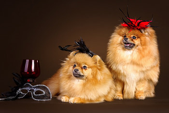 *** Dogs ***, dog, animal, dogs, animals HD wallpaper