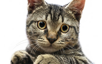 American wirehair kitten, kitten, cat, feline, wirehair HD wallpaper