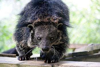 Follow the smell of popcorn, Binturong discovery, Higgs HD wallpaper