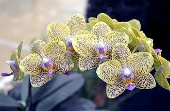 Flowers, Flower, Spotty, Spotted, Branch, Orchid, Exotic, Exotics HD wallpaper