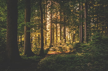 A serene forest scene with sunlight filtering through tall trees, casting a warm glow. HD wallpaper