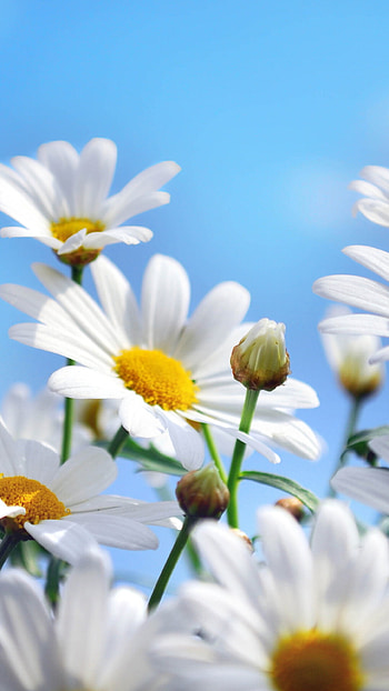 Daisy , Artistic background, Nature's charm, beauty HD phone wallpaper